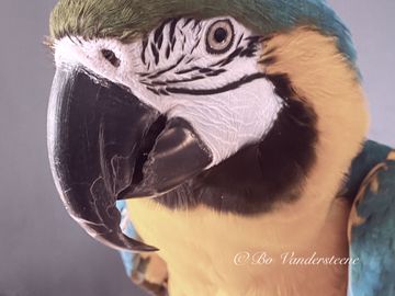 Oog in Oog met Kleurrijke Schoonheid