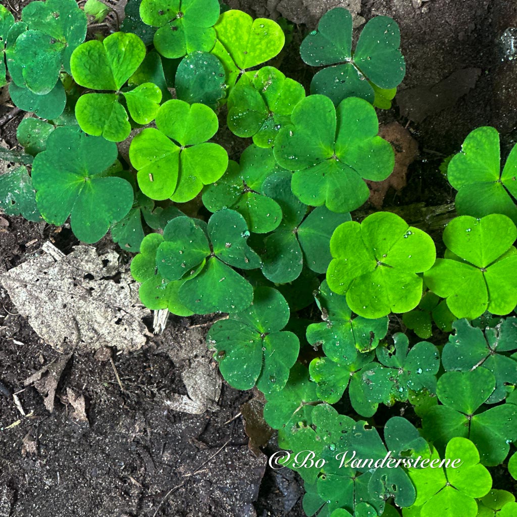 Nature's Carpet
