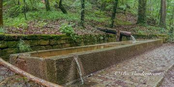 Serenity in the Forest, Tranquil Spring in Mullerthal