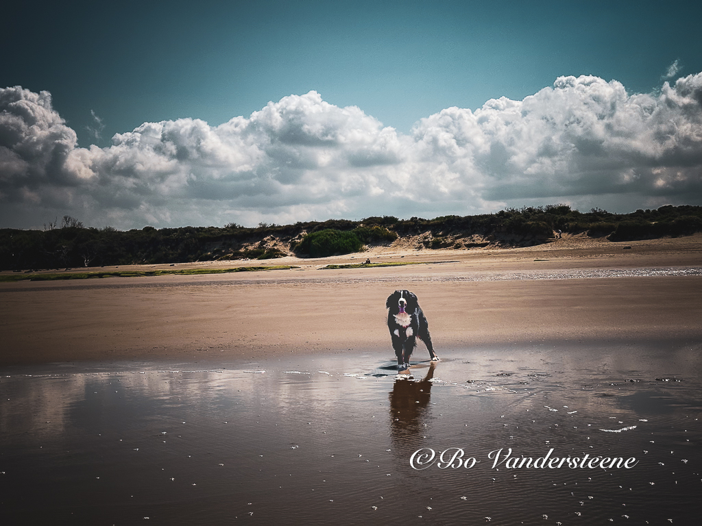 Venus op Wissant Strand