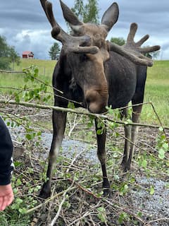 Joe The Moose