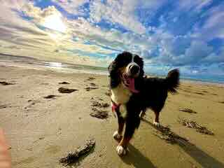 Venus on the Beach